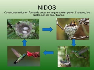 NIDOS Construyen nidos en forma de copa, en la que suelen poner 2 huevos, los cuales son de color blanco. 
