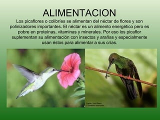 ALIMENTACION Los picaflores o colibríes se alimentan del néctar de flores y son polinizadores importantes. El néctar es un alimento energético pero es pobre en proteínas, vitaminas y minerales. Por eso los picaflor suplementan su alimentación con insectos y arañas y especialmente usan éstos para alimentar a sus crías. 