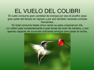 EL VUELO DEL COLIBRI El vuelo consume gran cantidad de energía por eso el picaflor pasa gran parte del tiempo en reposo y por eso también necesita comidas frecuentes. En total consume hasta cinco veces su peso corporal por día. Un colibrí esta constantemente a solo horas de morir de hambre, y son apenas capaces de acumular suficiente energía para pasar la noche. 