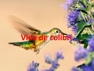 Vida de colibrí 