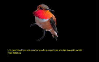 Los depredadores más comunes de los colibríes son las aves de rapiña
y los ratones.
 