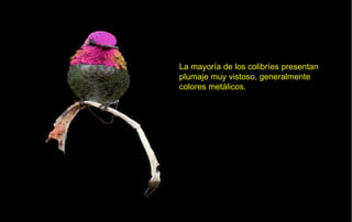 La mayoría de los colibríes presentan
plumaje muy vistoso, generalmente
colores metálicos.
 
