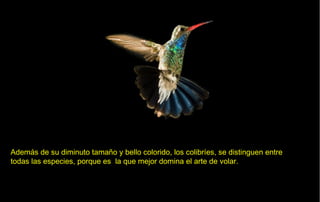 Además de su diminuto tamaño y bello colorido, los colibríes, se distinguen entre
todas las especies, porque es la que mejor domina el arte de volar.
 
