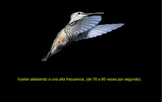 Vuelan aleteando a una alta frecuencia, (de 70 a 80 veces por segundo).
 