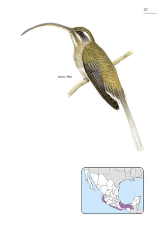 Colibries_de_Mexico_y_Norteamerica_Hummi.pdf