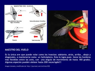 MAESTRO DEL VUELO

Es la única ave que puede volar como los insectos: adelante, atrás, arriba , abajo y
diagonales, o mantenerse como un helicóptero. Esto lo logra pues tiene los hombros
más flexibles entre las aves, con una ángulo de movimiento de hasta 180 grados.
Algunas especies pueden aletear hasta 200 veces/sgdo!!!
Imagen tomada y modificada de: http://journowl.com/archives/835
 