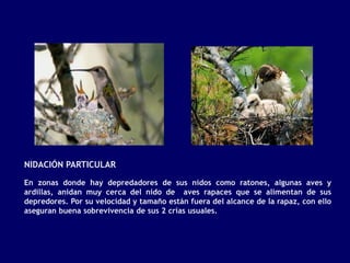 NIDACIÓN PARTICULAR

En zonas donde hay depredadores de sus nidos como ratones, algunas aves y
ardillas, anidan muy cerca del nido de aves rapaces que se alimentan de sus
depredores. Por su velocidad y tamaño están fuera del alcance de la rapaz, con ello
aseguran buena sobrevivencia de sus 2 crías usuales.
 