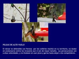 PELEAS DE ALTO VUELO

El néctar es defendido con fiereza por los colibríes machos en su territorio, no dudan
en avalanzarse contra los invasores aun si son de mayor tamaño, sus persecuciones son
a altas velocidades, y no titubean en usar picos y garras hasta alejar a los competidores.
 