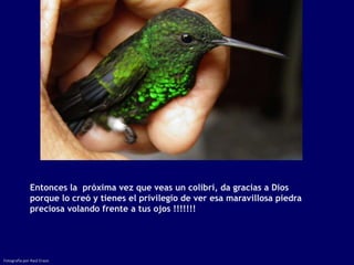 Entonces la próxima vez que veas un colibrí, da gracias a Dios
              porque lo creó y tienes el privilegio de ver esa maravillosa piedra
              preciosa volando frente a tus ojos !!!!!!!




Fotografía por Raúl Erazo
 