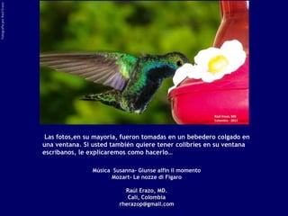 Fotografía por Raúl Erazo




                             Las fotos,en su mayoría, fueron tomadas en un bebedero colgado en
                            una ventana. Si usted también quiere tener colibríes en su ventana
                            escríbanos, le explicaremos como hacerlo…

                                           Música Susanna- Giunse alfin il momento
                                                  Mozart- Le nozze di Figaro

                                                      Raúl Erazo, MD.
                                                       Cali, Colombia
                                                    rherazop@gmail.com
 
