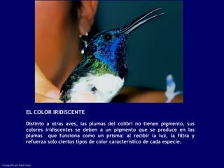 EL COLOR IRIDISCENTE

                    Distinto a otras aves, las plumas del colibrí no tienen pigmento, sus
                    colores iridiscentes se deben a un pigmento que se produce en las
                    plumas que funciona como un prisma: al recibir la luz, la filtra y
                    refuerza solo ciertos tipos de color característico de cada especie.



Fotografía por Raúl Erazo
 