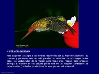 HIPERMETABOLISMO
           Para oxigenar la sangre a los niveles requeridos por su hipermetabolismo, su
           corazón y pulmones son los más grandes, en relación con el cuerpo, entre
           todos los vertebrados de la tierra; pero tiene otro record: para producir
           energía al máximo en sus células posee una de las mayores cantidades de
           mitocondrias (centrales productoras de energía) del reino animal.

Fotografía por Raúl Erazo
 