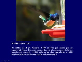 HIPERMETABOLISMO

                            Un colibrí de 4 gr. Necesita 1.400 calorías por gramo por su
                            hipermetabolismo. Si un ser humano tuviera el mismo requerimiento,
                            tendría que consumir 155.000 calorías por día, equivalente a 1.600
                            porciones diarias de pizza de jamón y champiñones!!!


Fotografía por Raúl Erazo
 
