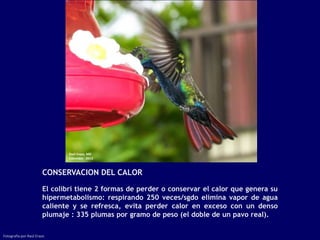 CONSERVACION DEL CALOR

                       El colibrí tiene 2 formas de perder o conservar el calor que genera su
                       hipermetabolismo: respirando 250 veces/sgdo elimina vapor de agua
                       caliente y se refresca, evita perder calor en exceso con un denso
                       plumaje : 335 plumas por gramo de peso (el doble de un pavo real).

Fotografía por Raúl Erazo
 