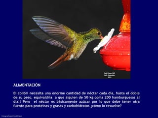 ALIMENTACIÓN

              El colibrí necesita una enorme cantidad de néctar cada día, hasta el doble
              de su peso, equivaldría a que alguien de 50 kg coma 200 hamburguesas al
              día!! Pero el néctar es básicamente azúcar por lo que debe tener otra
              fuente para proteínas y grasas y carbohidratos ¿cómo lo resuelve?

Fotografía por Raúl Erazo
 
