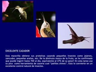 EXCELENTE CAZADOR

Esta maravilla obtiene sus proteínas cazando pequeños insectos como jejenes,
zancudos, pequeñas arañas, etc. De la diminuta mosca de la fruta, se ha confirmado
que puede ingerir hasta 700 al día, equivalente al 27% de su peso!! En esta tarea usa
su pico como herramienta de cacería cual “palillos chinos”. Esto lo convierte en un
excelente control natural de insectos.
 