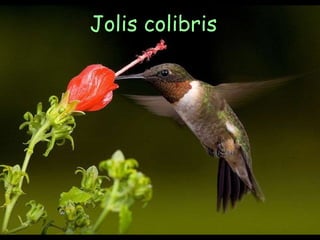 Jolis colibris 