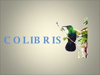 COLIBRIS 