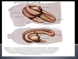 Colic Incision equine colic.types of colic, symptoms, diagnosis, treatment and ...