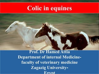 Colic in equines
Prof. Dr Hamed Attia
Department of internal Medicine-
faculty of veterinary medicine
-Zagazig University
 