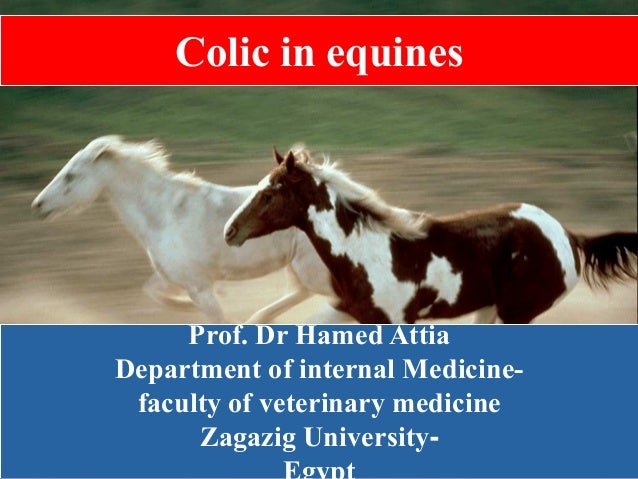 colic in