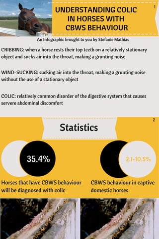 An Infographic brought to you by Stefanie Mathias
UNDERSTANDING COLIC
IN HORSES WITH
CBWS BEHAVIOUR
CRIBBING: when a horse rests their top teeth on a relatively stationary
object and sucks air into the throat, making a grunting noise
WIND-SUCKING: sucking air into the throat, making a grunting noise
without the use of a stationary object
COLIC: relatively common disorder of the digestive system that causes
servere abdominal discomfort
Statistics
35.4%
Horses that have CBWS behaviour
will be diagnosed with colic
2.1-10.5%
CBWS behaviour in captive
domestic horses
1
2
 