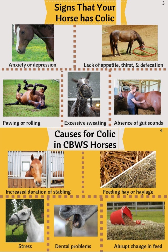 Colic in Horses that Display Cribbing