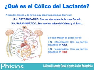 ¿Qué es el Cólico del Lactante? A grandes rasgos y de forma muy genérica podemos decir que: S.N. ORTOSIMPÁTICO: Sus nervios salen de la zona Dorsal. S.N. PARASIMPÁTICO: Sus nervios salen del Cráneo y el Sacro. En esta imagen se puede ver el: S.N. Ortosimpático: Con los nervios dibujados en  Azul. S.N. Parasimpático: Con los nervios dibujados en  Rojo Cólico del Lactante: Desde el punto de vista fisioterápico 
