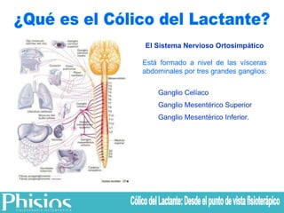 ¿Qué es el Cólico del Lactante? El Sistema Nervioso Ortosimpático Está formado a nivel de las vísceras abdominales por tres grandes ganglios:  Ganglio Celíaco Ganglio Mesentérico Superior Ganglio Mesentérico Inferior.   Cólico del Lactante: Desde el punto de vista fisioterápico 