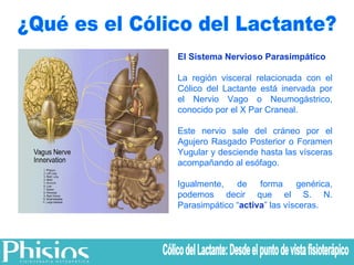 ¿Qué es el Cólico del Lactante? El Sistema Nervioso Parasimpático La región visceral relacionada con el Cólico del Lactante está inervada por el Nervio Vago o Neumogástrico, conocido por el X Par Craneal.  Este nervio sale del cráneo por el Agujero Rasgado Posterior o Foramen Yugular y desciende hasta las vísceras acompañando al esófago. Igualmente, de forma genérica, podemos decir que el S. N. Parasimpático “ activa ” las vísceras. Cólico del Lactante: Desde el punto de vista fisioterápico 