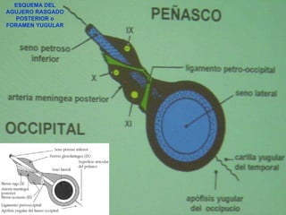 ESQUEMA DEL AGUJERO RASGADO POSTERIOR o FORAMEN YUGULAR 