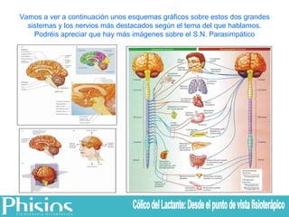 Vamos a ver a continuación unos esquemas gráficos sobre estos dos grandes sistemas y los nervios más destacados según el tema del que hablamos. Podréis apreciar que hay más imágenes sobre el S.N. Parasimpático Cólico del Lactante: Desde el punto de vista fisioterápico 