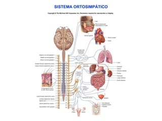 SISTEMA ORTOSIMPÁTICO 