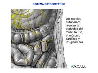 SISTEMA ORTOSIMPÁTICO 