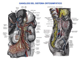 GANGLIOS DEL SISTEMA ORTOSIMPÁTICO 