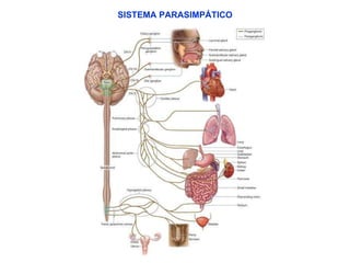 SISTEMA PARASIMPÁTICO 