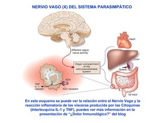NERVIO VAGO (X) DEL SISTEMA PARASIMPÁTICO En este esquema se puede ver la relación entre el Nervio Vago y la reacción inflamatoria de las vísceras producida por las Citoquinas (Interleuquina IL-1 y TNF), puedes ver más información en la presentación de “¿Dolor Inmunológico?” del blog 