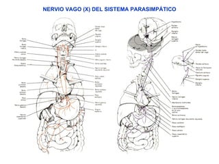 NERVIO VAGO (X) DEL SISTEMA PARASIMPÁTICO 
