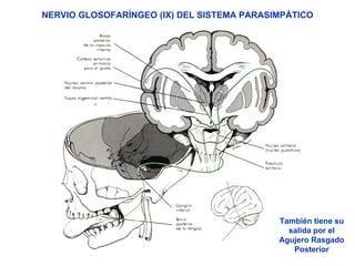 NERVIO GLOSOFARÍNGEO (IX) DEL SISTEMA PARASIMPÁTICO También tiene su salida por el Agujero Rasgado Posterior 