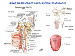 NERVIO GLOSOFARÍNGEO (IX) DEL SISTEMA PARASIMPÁTICO 