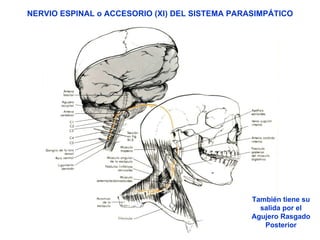 NERVIO ESPINAL o ACCESORIO (XI) DEL SISTEMA PARASIMPÁTICO También tiene su salida por el Agujero Rasgado Posterior 