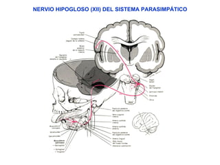 NERVIO HIPOGLOSO (XII) DEL SISTEMA PARASIMPÁTICO 
