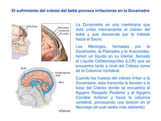 El sufrimiento del cráneo del bebé provoca irritaciones en la Duramadre La Duramadre es una membrana que está unida internamente al cráneo del bebé y que desciende por la médula hasta el Sacro. Las Meninges, formadas por la Duramadre, la Piamadre y la Aracnoides, tienen un líquido en su interior, llamado el Líquido Céfalorraquídeo (LCR) que se encuentra tanto a nivel del Cráneo como de la Columna Vertebral. Cuando los huesos del cráneo irritan a la Duramadre, esta transmite la tensión a la base del Cráneo donde se encuentra el Agujero Rasgado Posterior y al Agujero Condilar Anterior y hacia la columna vertebral, provocando una tensión en el Neuroeje (el cual veréis más adelante) 