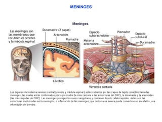MENINGES 