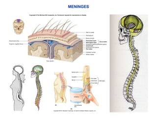 MENINGES 
