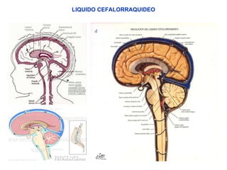 LIQUIDO CEFALORRAQUIDEO 