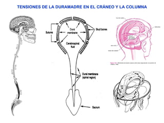 TENSIONES DE LA DURAMADRE EN EL CRÁNEO Y LA COLUMNA 