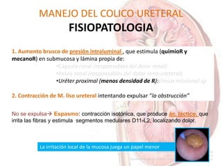 MANEJO DEL COLICO URETERAL
FISIOPATOLOGIA
1. Aumento brusco de presión intraluminal , que estimula (quimioR y
mecanoR) en submucosa y lámina propia de:
•Cápsula renal (responsables del dolor renal)
•Pelvis renal (responsables del dolor reno-ureteral)
•Uréter proximal (menos densidad de R):clínica miccional sp
2. Contracción de M. liso ureteral intentando expulsar “la obstrucción”
La irritación local de la mucosa juega un papel menor
No se expulsa Espasmo: contracción isotónica, que produce ác. láctico, que
irrita las fibras y estimula segmentos medulares D11-L2, localizando dolor.
 