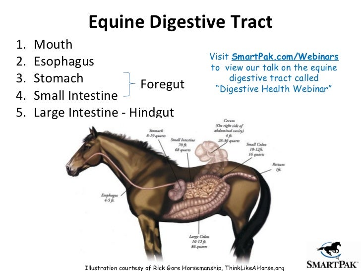 Colic Prevention Proven tips to help reduce your horse's risk