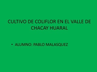CULTIVO DE COLIFLOR EN EL VALLE DE
         CHACAY HUARAL


 • ALUMNO: PABLO MALASQUEZ
 